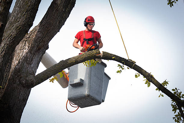 Berkeley, MO  Tree Services Company