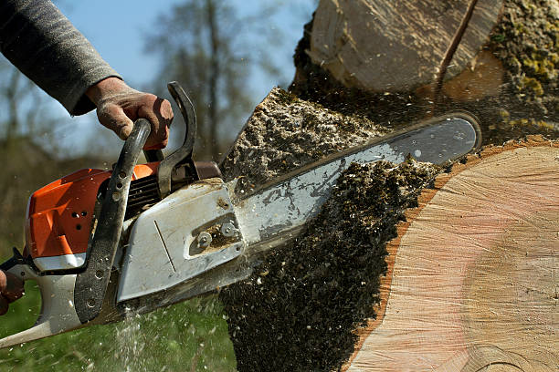 How Our Tree Care Process Works  in  Berkeley, MO